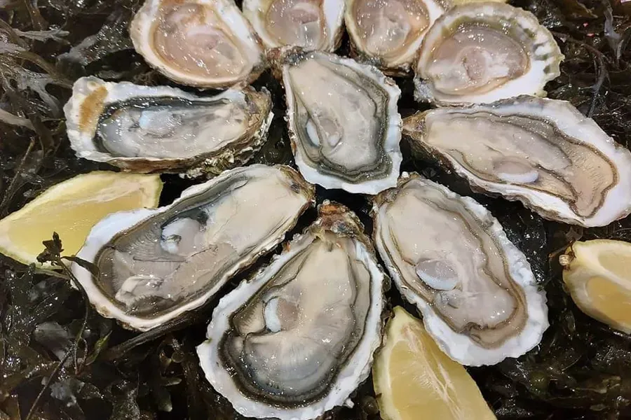 Huîtres plates à Le Tour-du-Parc