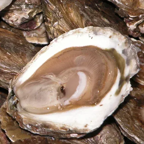 Huître plate à Le Tour-du-Parc