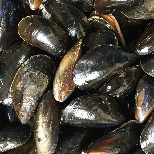 Moules à Le Tour-du-Parc