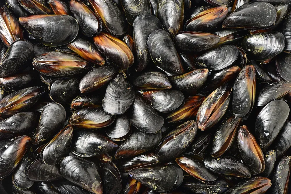 vente de moules dans le Morbihan